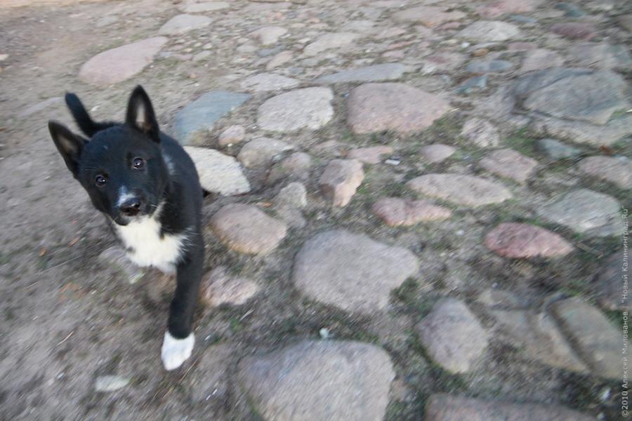 "Тайны Таплакенского двора": репортаж "Нового Калининграда.Ru"